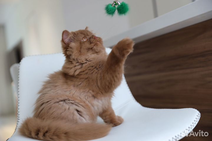 Мальчик в модном типе и редком окрасе циннамон