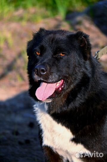 Алабай в дар