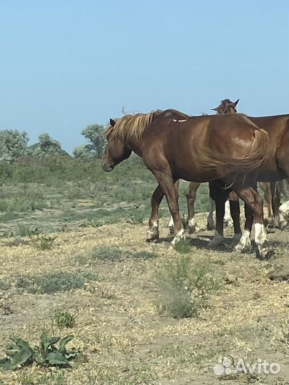 Жеребец полутяж