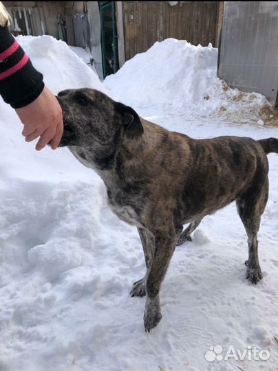 Собака в добрые руки, красивая собака в дар