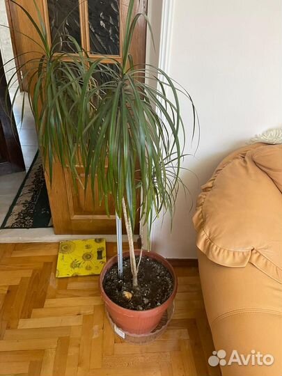 Пальма драцена