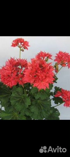 Пеларгония стеллар сортовая