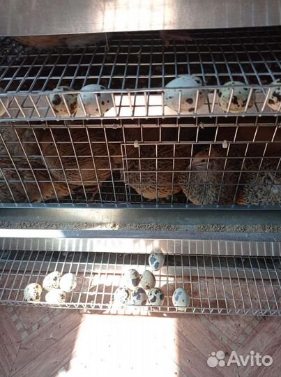 Яйца перепелиные домашние