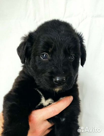 Собака щенок в добрые руки в дар