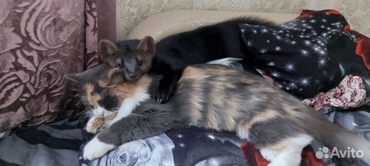 Домашний соболь, хорек