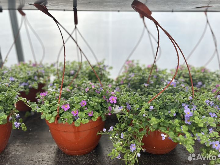 Рассада однолетников и многолетников