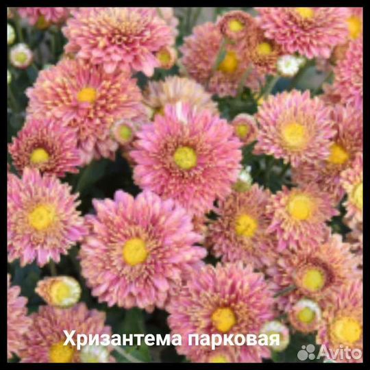 Хризантема садовая
