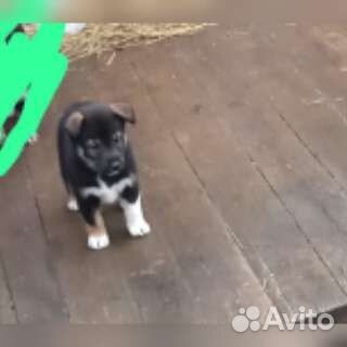 Отдам в добрые руки
