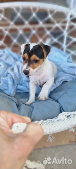 Щенки джек рассел терьер