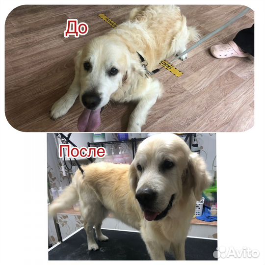 Груминг собак и кошек