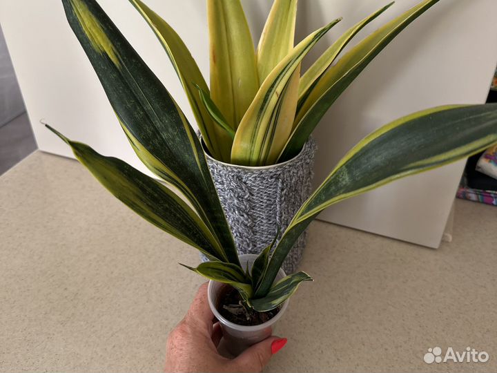 Сансивиерия Голден Флейм, Ханни Сильвер Крем, Стар