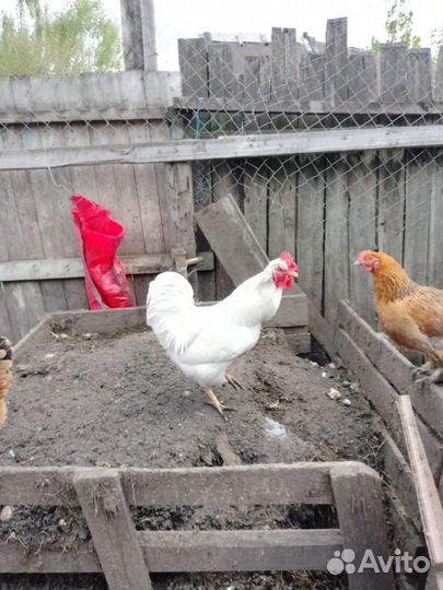 Петухи
