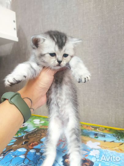 Британский котенок