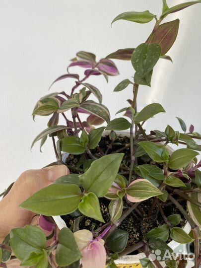 Комнатные растения цветы