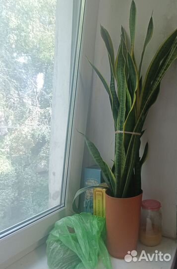 Домашние растения