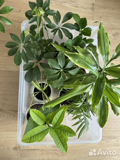 Комнатные растения цветы