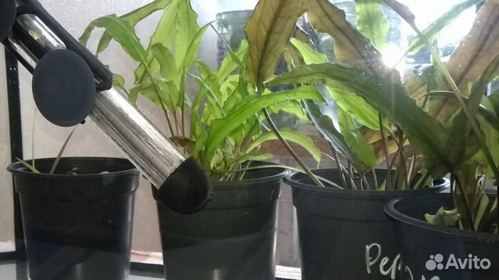 Аквариумные растения