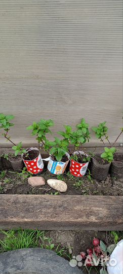 Карамельная мята