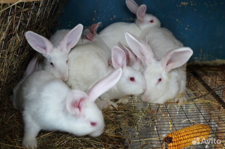 Кролик белый панон