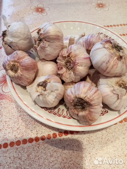 Чеснок зимний