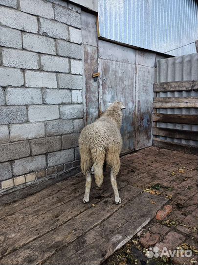 Баран на племя