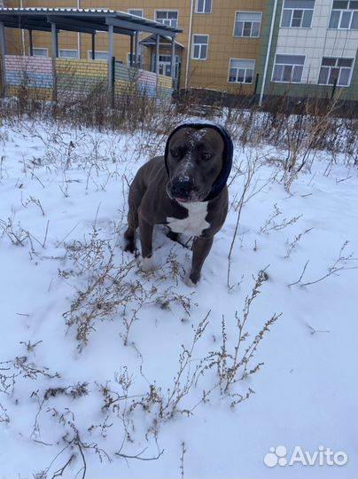 Шапка-снуд для собаки