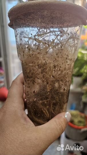 Дрозофила муха