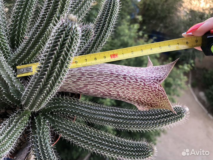 Суккуленты (таварезия), редкий