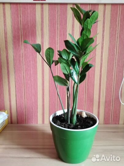 Замиокулькас