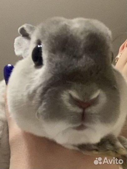 Вязка декоративного кролика рекс