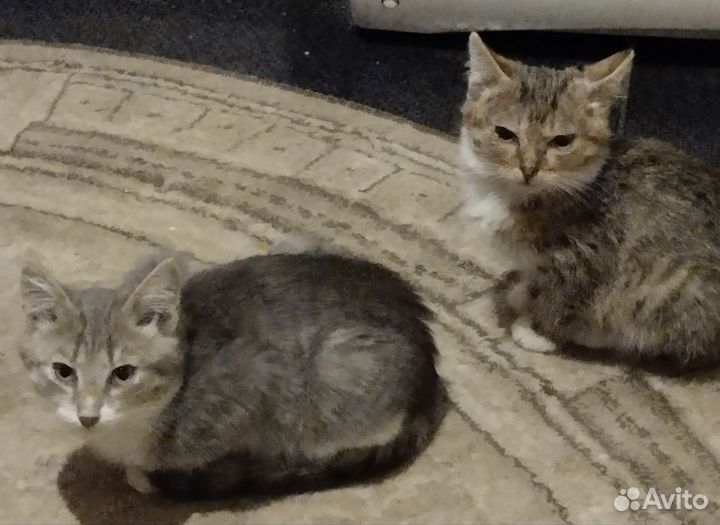 Кошка в дар бесплатно