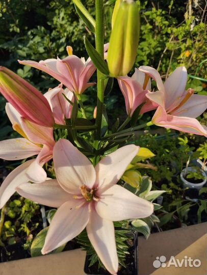 Лилия Марлен