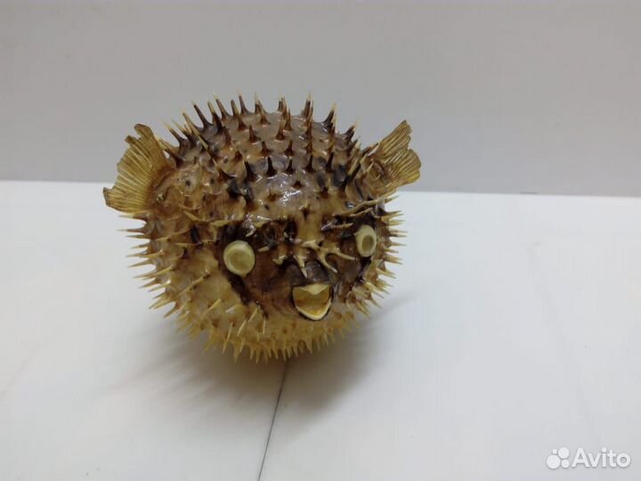 Морские ракушки раковины