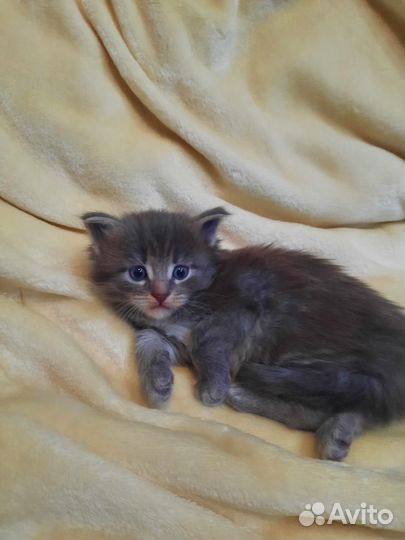 Котята мейн-кун