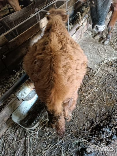 Бычки и телята