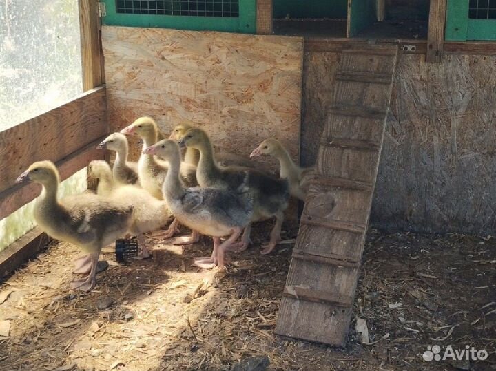 Цыплята, утята, гусята