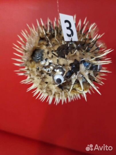 Морская ракушка рыба-ёж