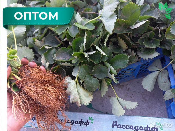 Рассада клубники. Для теплиц и гидропоники