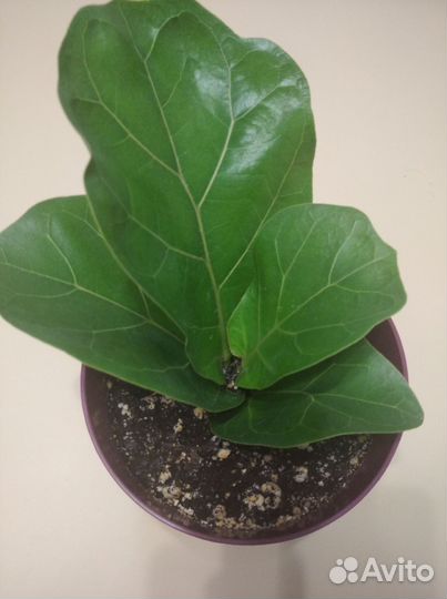 Фикус бомбино