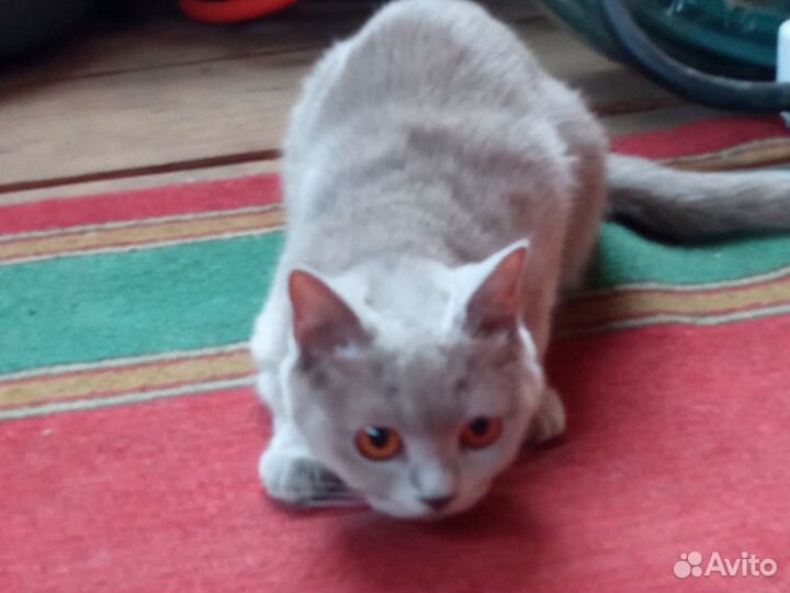 Кошка бесплатно
