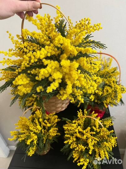 Мимоза букет