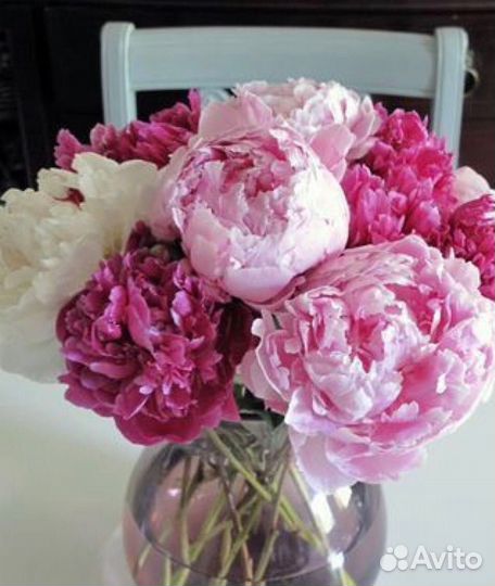 Пионы на срезку