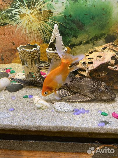 Аквариумные рыбы и раки