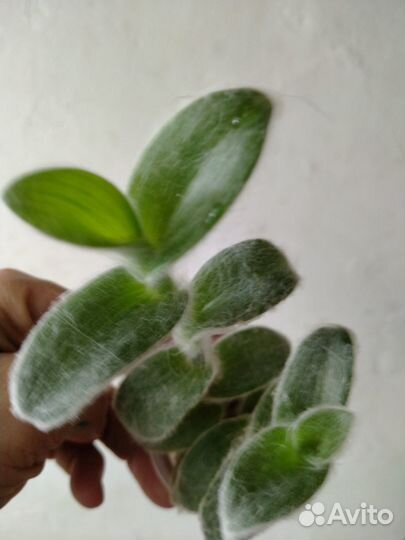 Замиокулькас, комнатные растения