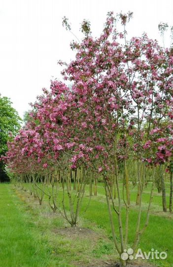 Яблоня рудольф