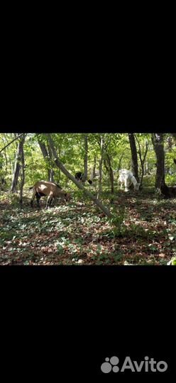 Натуральное козе молоко