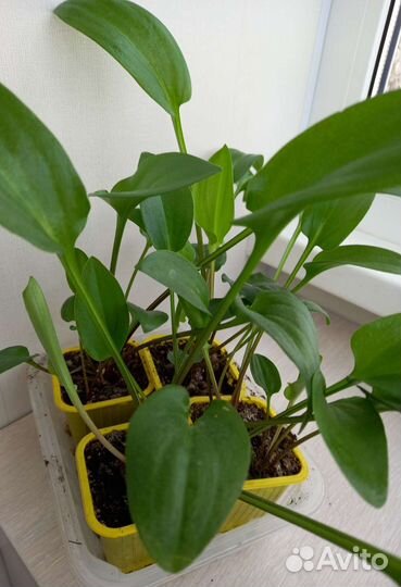 Дримиопсис,Строманта,Бальзамин, Спатифиллум