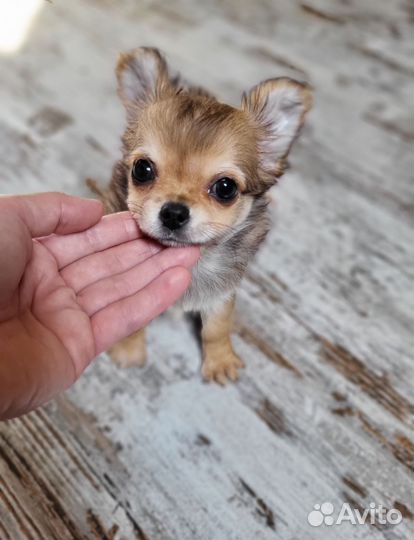 Чихуахуа мини девочка