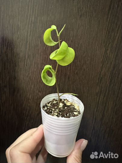 Фикус Букле