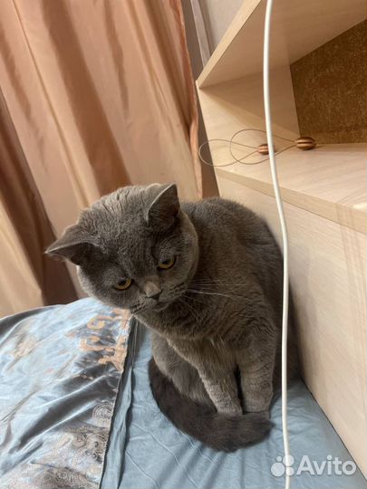Кошки